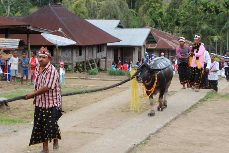 Pemotongan kerbau ada Empat tahap yang di sebut SESE bagi Masyarakat Nusa Tenggara Timur. (Foto: UKWK Malang)