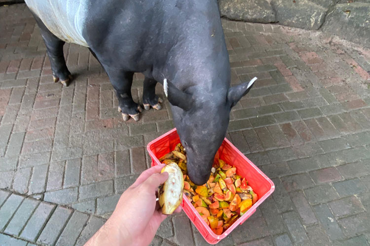 Seorang keeper Bandung Zoo sedang memberikan pakan kepada Tapir secara rutin walau pengunjung tidak ada (Dok.Foto: Humas Bandung Zoo)