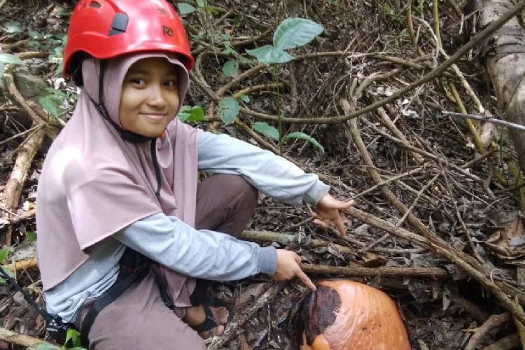 Bonggol bunga Rafflesia Arnoldi yang baru saja ditemukan di Hutan Aia Tumbuk Aia Bareh, Nagari (Desa) Saniangbaka, Kecamatan X Koto Singkarak, Kabupaten Solok, Sumatera Barat. (FOTO: ANTARA/HO-Dokumen Tim Belukar Saniangbaka)