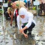 Gubernur Jatim Ajak Semua Pihak Jaga Ekosistem Mangrove