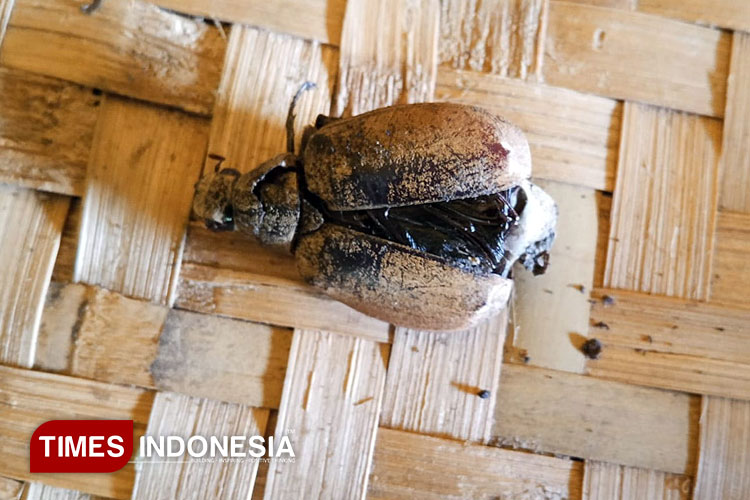 Hama Kumbang Ganggu Produksi Buah Kelapa Petani Songgon Banyuwangi