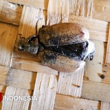 Hama Kumbang Ganggu Produksi Buah Kelapa Petani Songgon Banyuwangi