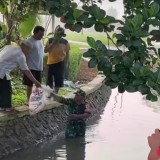 Warga Cianjur Dibuat Geger, Bayi Baru Lahir Ditemukan Mengambang di Saluran Irigasi