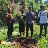 TIMES Indonesia Tanam 30 Bibit Pinus Seri II di Alas Blongko Malang