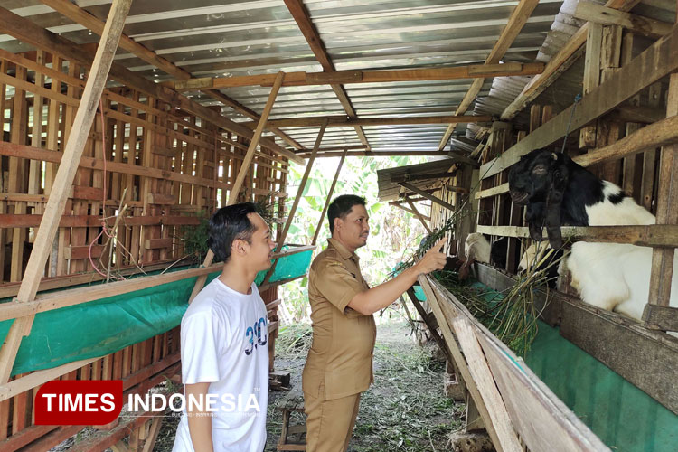 Kandang beserta kambing di Dusun Ngepung, Desa Pandanpancur, Deket, Lamongan yang anggarannya diperoleh dari minimal 20 persen dana desa, Senin (25/8/2025). (Foto: Moch. Nuril Huda/TIMES Indonesia)