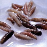 Wabah Parasit Screwworm Merebak di Amerika, Kasus Pertama Ditemukan pada Manusia di AS