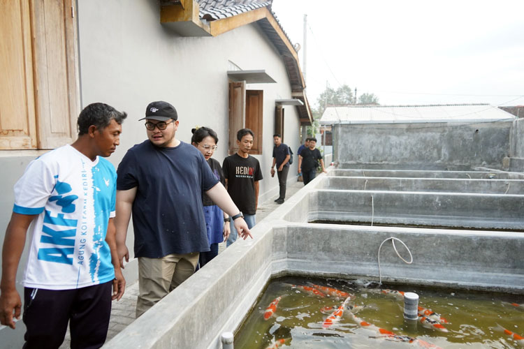 Ikan Koi Bernilai Rp700 Miliar, Pemkab Kediri Bakal Gelar Koi Show