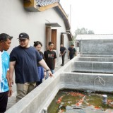 Ikan Koi Bernilai Rp700 Miliar, Pemkab Kediri Bakal Gelar Koi Show