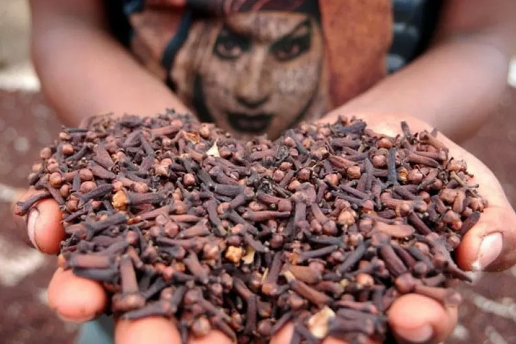 Cengkeh mengandung eugenol, senyawa berwarna kekuningan yang juga terdapat pada kayu manis dan daun salam. Senyawa ini memiliki banyak manfaat. (Foto: Antara)