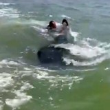 Fenomena Alam di Sidoarjo, Belasan Hiu Tutul Muncul di Muara Sungai Porong