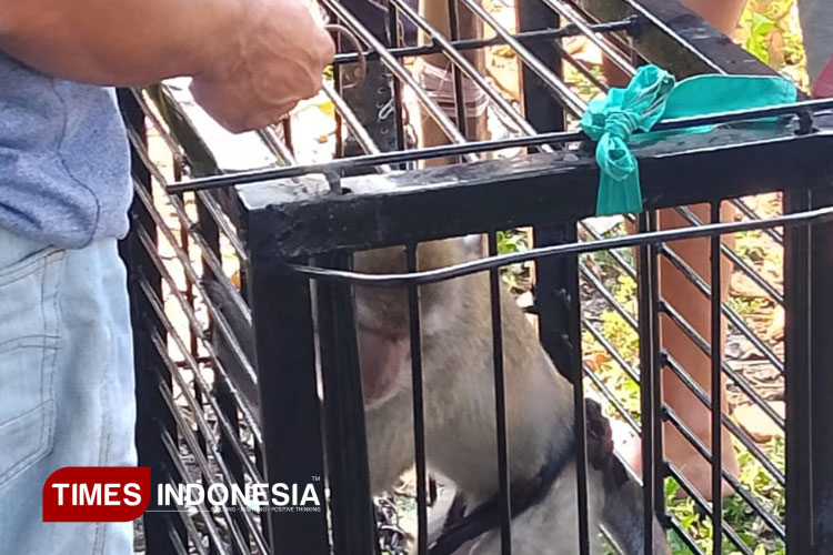 Lukai Anak Kecil, Damkar Bondowoso Evakuasi Kera Peliharaan