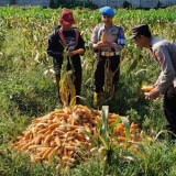 Dukung Ketahanan Pangan, Polresta Malang Kota dan Gapoktan Panen 2,5 Ton Jagung