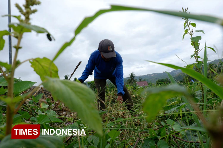 Serapan Pupuk Bersubsidi di Pacitan Baru Mencapai 30 Persen