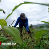 Serapan Pupuk Bersubsidi di Pacitan Baru Mencapai 30 Persen