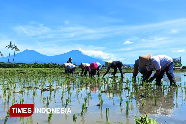 Hujan Musim Kemarau, Petani Banyuwangi Diminta Perbaiki Drainase dan Atur Pola Tanam