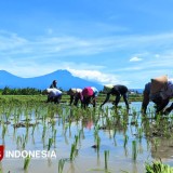 Hujan Musim Kemarau, Petani Banyuwangi Diminta Perbaiki Drainase dan Atur Pola Tanam