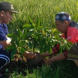 Santri Nurul Hikam Malang Ikut Rayakan 1 Dekade TIMES Indonesia dengan Menanam Pohon