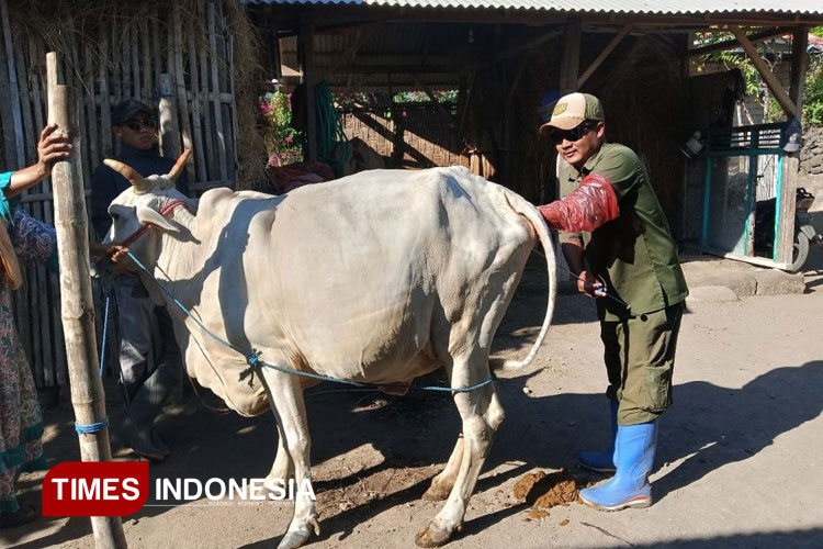inseminasi-buatan.jpg