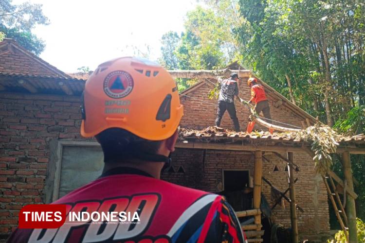 Angin Kencang di Bondowoso, Pohon-Pohon Tumbang Timpa Rumah Warga