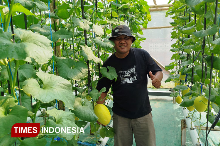 Kisah Sukses Agung Joo Merintis Budidaya Melon Hidroponik di Blora