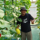 Kisah Sukses Agung Joo Merintis Budidaya Melon Hidroponik di Blora
