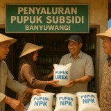 Serapan Pupuk Subsidi Tinggi, Banyuwangi Bidik Produksi Padi Lebih Melimpah