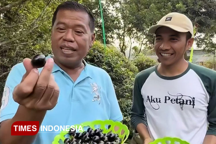 Bupati Majalengka, H Eman Suherman memperlihat anggur Brazil. (FOTO: Jaja Sumarja/TIMES Indonesia)