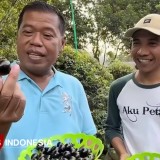 Bupati Majalengka Apresiasi Pemuda Kembangkan Budidaya Anggur Brazil