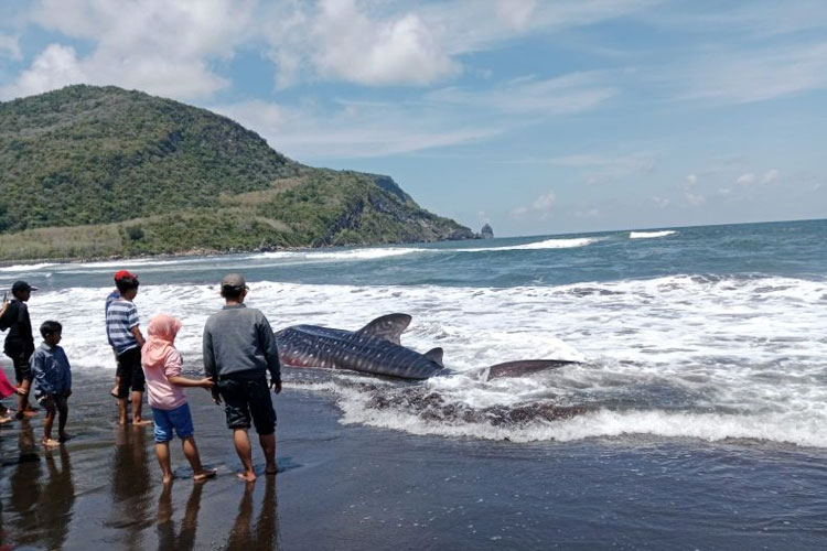Hiu Tutul Sepanjang 6 Meter Ditemukan Terdampar di Pantai Pancer Jember