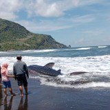 Hiu Tutul Sepanjang 6 Meter Ditemukan Terdampar di Pantai Pancer Jember