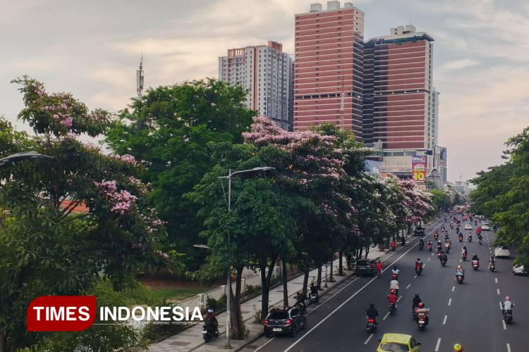 Tabebuya bermekaran, Lanskap Kota Pahlawan Bak Negeri Sakura