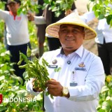 Warga Binaan Lapas Malang Berhasil Panen 8 Kuintal Edamame Kualitas Super