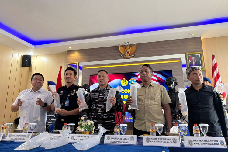 Lanal Banyuwangi Gagalkan Penyelundupan 28 Ribu Benur Bernilai Ratusan Juta Rupiah