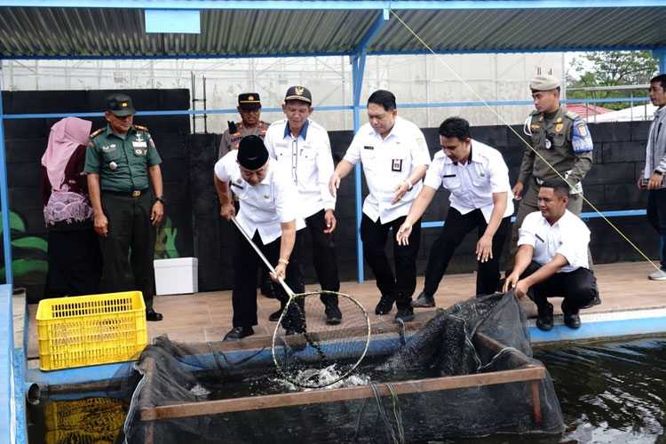 Bupati Malang Panen Raya 2,3 Ton Ikan Nila di Lawang, Dorong Ketahanan Pangan Desa