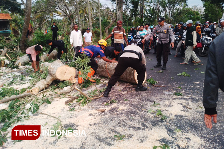 Angin kencang di Bondowoso merobohkan salah satu pohon. Tampak petugas melakukan pembersihan (FOTO: Moh Bahri/TIMES Indonesia)