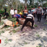 Waspada! Angin Kencang Masih Jadi Ancaman Utama di Bondowoso
