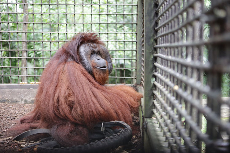 Pulang ke Borneo: Kisah Haru Mungky dan Dodo yang Kembali ke Tanah Kelahiran