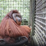 Pulang ke Borneo: Kisah Haru Mungky dan Dodo yang Kembali ke Tanah Kelahiran