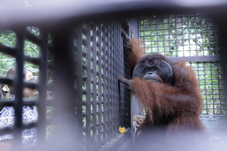 Orangutan-bernama-Mungky.jpg