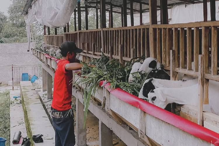 Dukung Ketahanan Pangan, Cianjur Bangun Kawasan Peternakan Terpadu