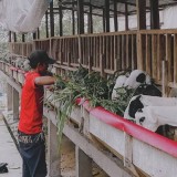 Dukung Ketahanan Pangan, Cianjur Bangun Kawasan Peternakan Terpadu