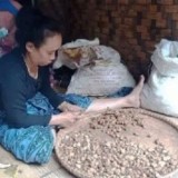 Perekonomian Suku Badui, Komoditi Kencur dan Jahe Jadi Andalan