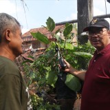 Kampung Hijau di Tengah Kota Yogyakarta, Warga Suryatmajan Jadi Teladan Pengelolaan Sampah