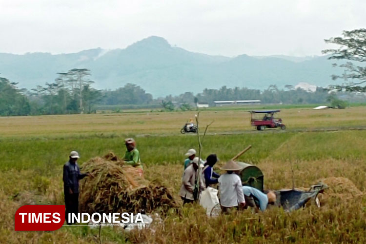 Petani saat panen padi di lahan persawahan di Desa Mangunrejo Kepanjen Kabupaten Malang, belum lama ini. (Foto: Amin/TIMES Indonesia)