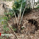 Sungai dan Lahan Warga di Pacitan Ambles, Diduga Ada Luweng Bawah Permukaan