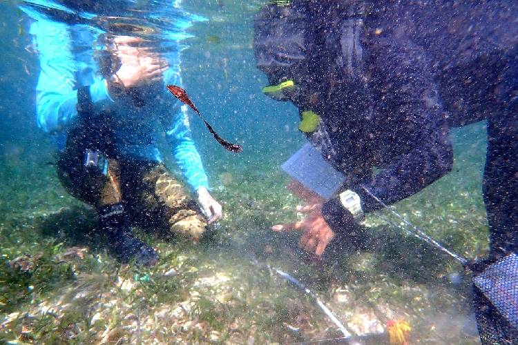 Tim Peneliti FPIK Sedang Melakukan Pengukuran Lamun. (Foto: Dok. FPIK UB)