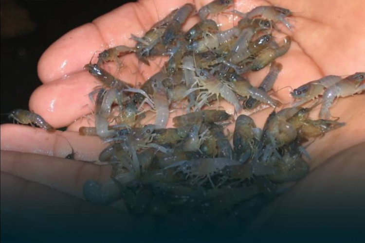 Operasi Gabungan Gagalkan Penyelundupan 50 Ribu Benih Lobster di Cianjur