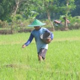 Realokasi Tahap III Diajukan, Stok Pupuk Bersubsidi di Ponorogo Aman hingga Akhir 2025