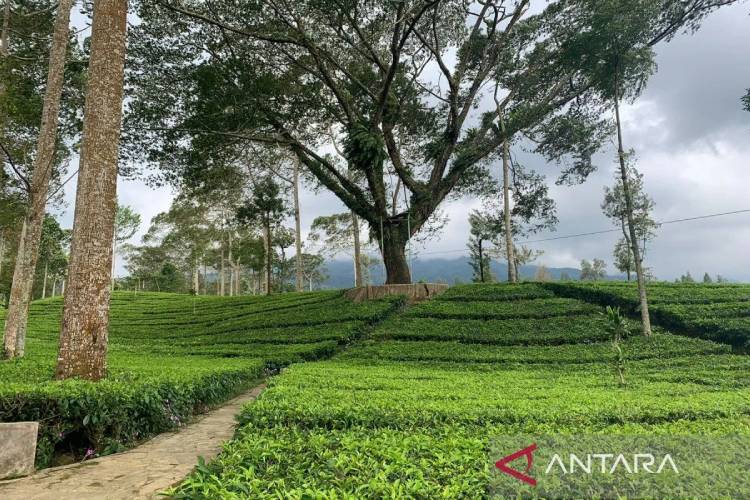 Agro Wisata Tambi Kabupaten Wonosobo, Jawa berhasil masuk dalam 60 besar nominasi Wonderful Indonesia Award (WIA) 2025, (FOTO: ANTARA/Heru Suyitno)