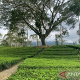 Agrowisata Tambi Wonosobo Masuk 60 Besar Wonderful Indonesia Award 2025